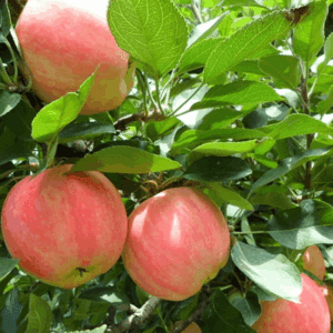 ১০ টি কলম চারা পাচ্ছেন মাত্র ১০৯৯ টাকায়।